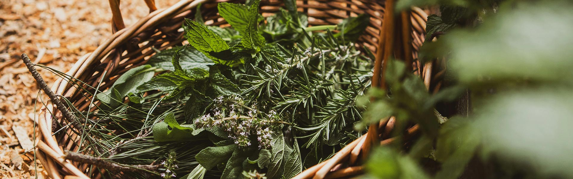 Du betrachtest gerade Kneipp- und Kräuterfachfrau/ -mann Kurs/Ausbildung